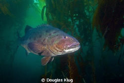 A nap in the forest. This Giant Black Sea Bass was sleepi... by Douglas Klug 